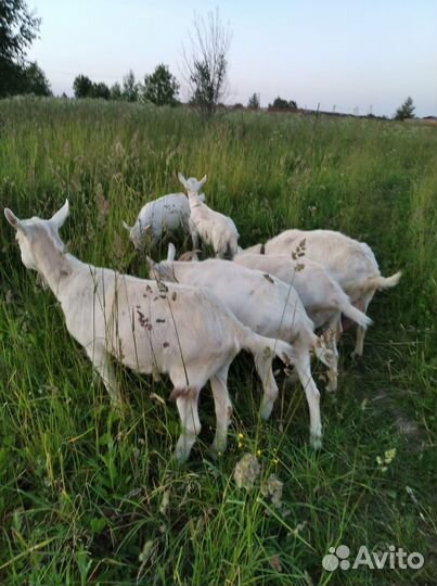 Продажа молодых коз