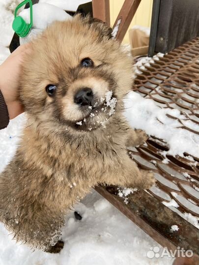 Маленький медвежонок