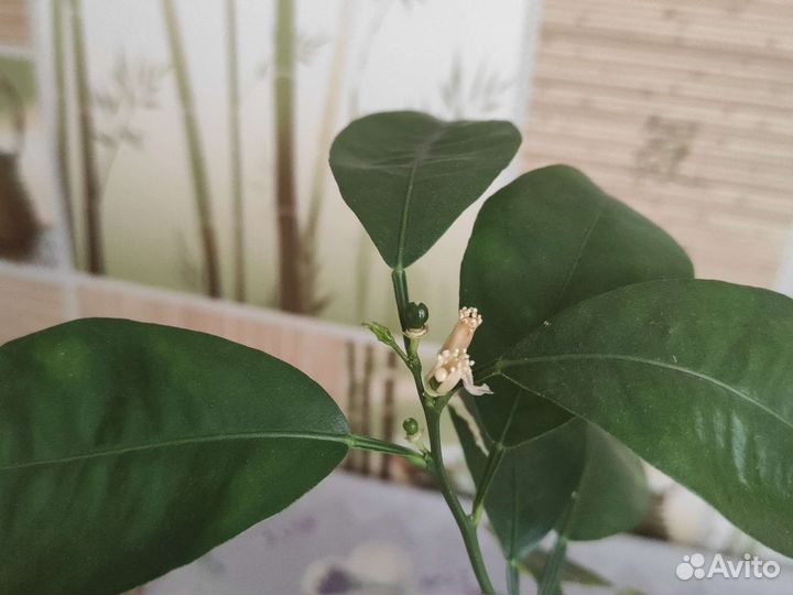 Каламондин