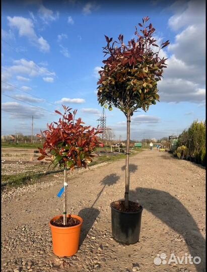 Фотиния Ред Робин на штамбе