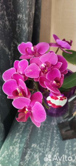 Орхидея фаленопсис фиолетовая