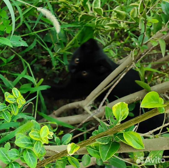 Котенок мальчик