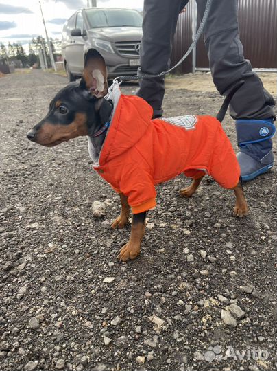 Комбинезон с капюшоном для собак М