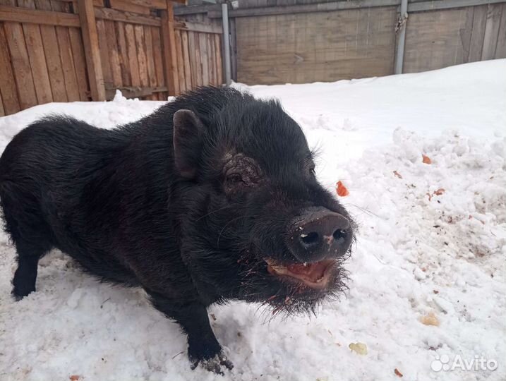 Вьетнамский хряк