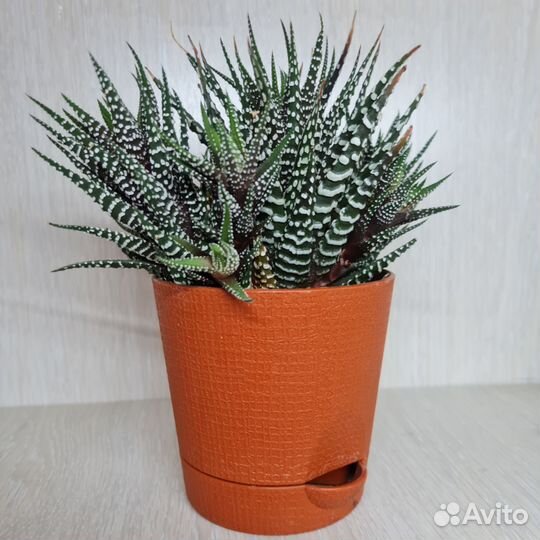 Хавортия полосатая суккулент