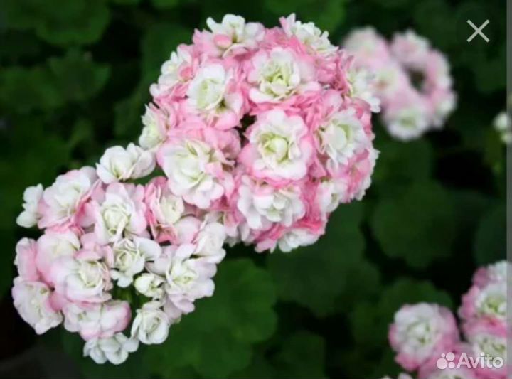 Герани, герань ангел