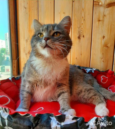 Кошка Анфисочка