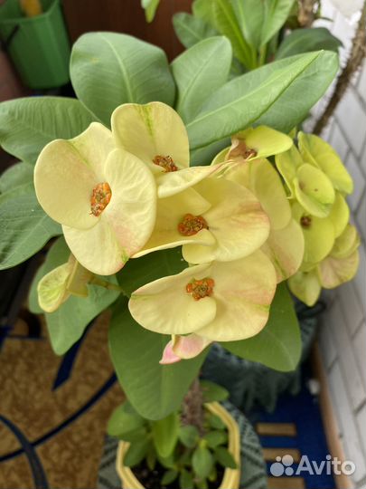 Эуфорбия Миля (Молочай)