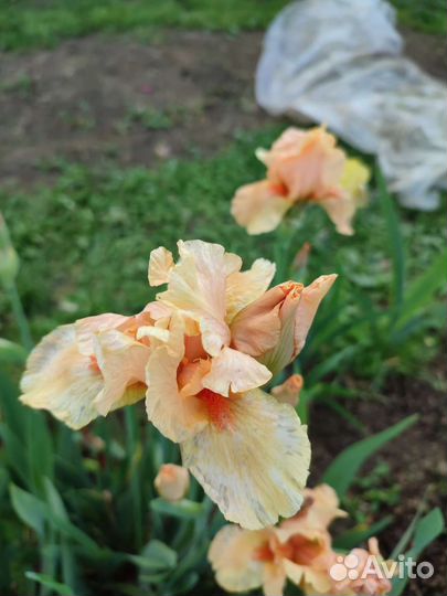 Многолетники