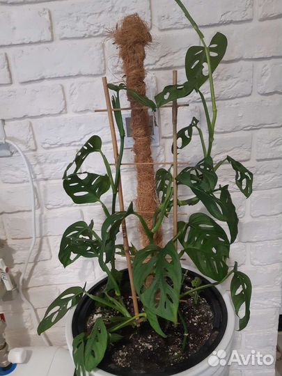 Монстера манки