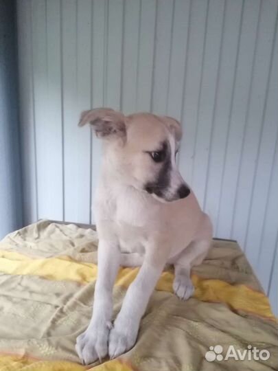 Щенки на охрану