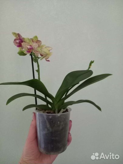 Орхидея Гросетто