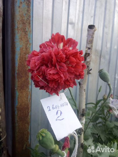 Семена мака пионовидного