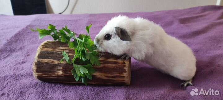 Морские свинки Тедди Калифорния