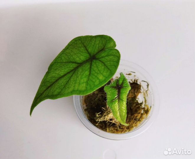 Алоказия Аглаонема Пилея Спатифиллум Диффенбахия