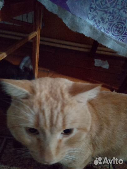 Кошки в добрые руки даром