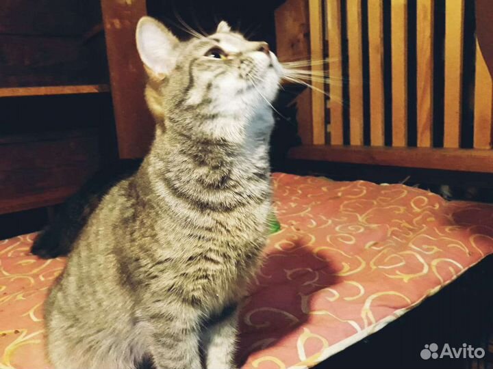 Кошка Лиза ищет дом, стерилизована