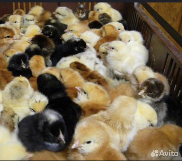 Цыплята