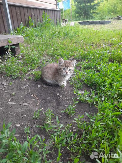 Котёнок на улице