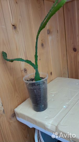 Комнатные цветы