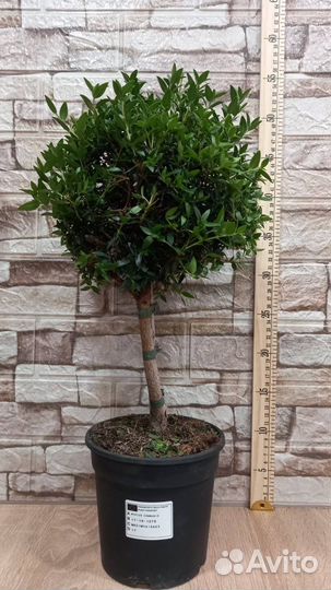 Миртовое дерево