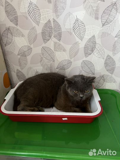 Кошка британка- метис, в дар