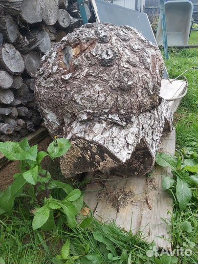 Кап березовый