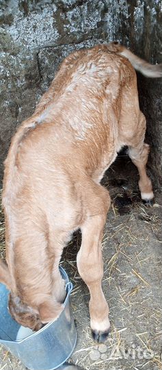 Продается бычок