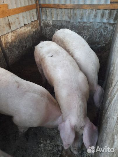 Продам хряков