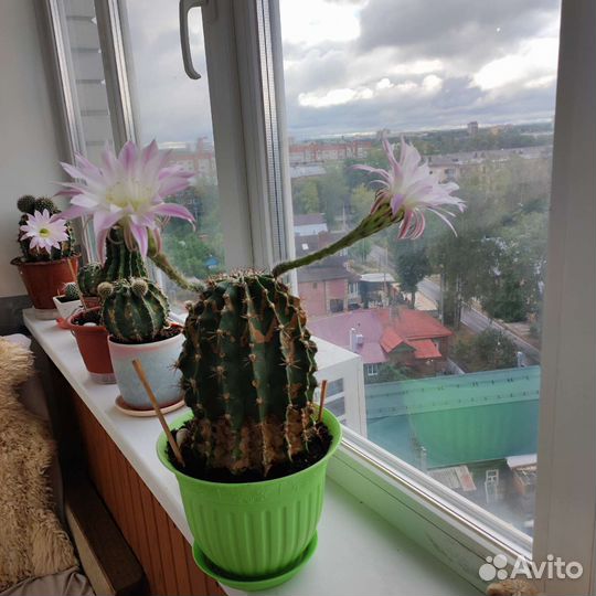 Кактус цветущий