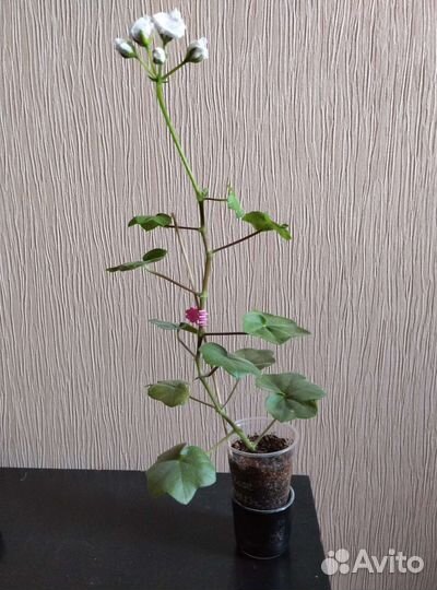 Пеларгония Ice Rose