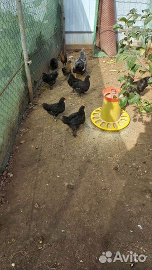 Куры несушки