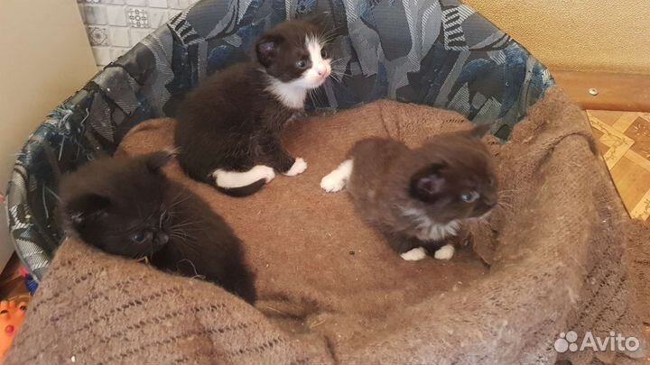 Котята в дар бесплатно