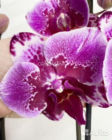 Орхидея фаленопсис бабочка Вероника