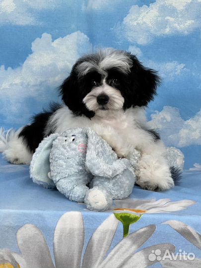 Мини пудель