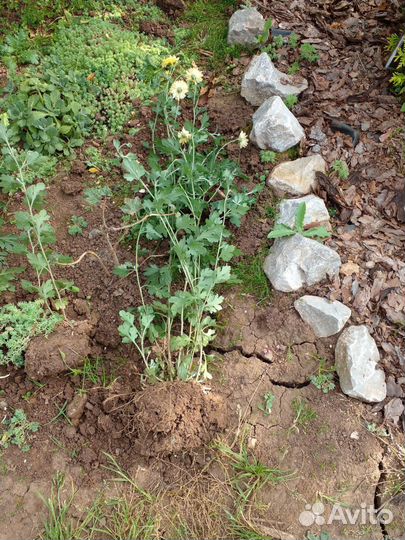 Хризантемы астильбы каменная роза молодило