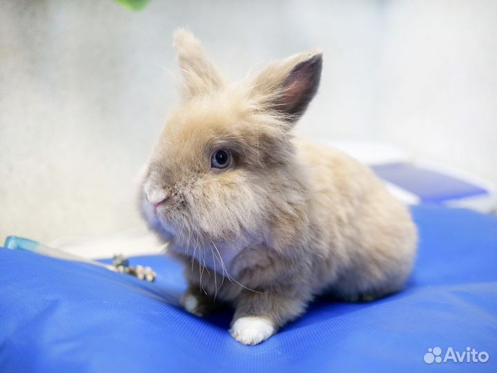 Ветеринарный врач Ветеринарная помощь на дому