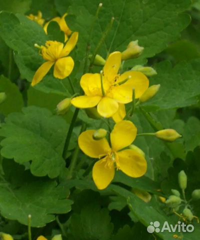 Чистотел растение