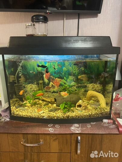 Аквариум со всем содержимом 60 литров