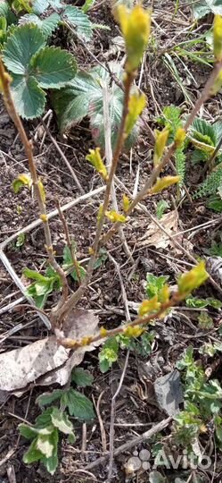 Вишня и слива от 20 до 90 см