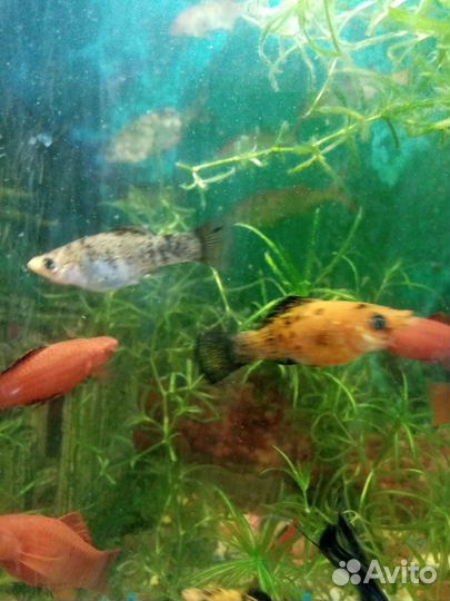 Меченосцы красные, зелёные, молинезии