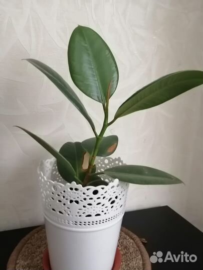 Продам фикус