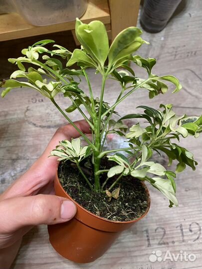 Шефлера жанин и эпипремнум н джой