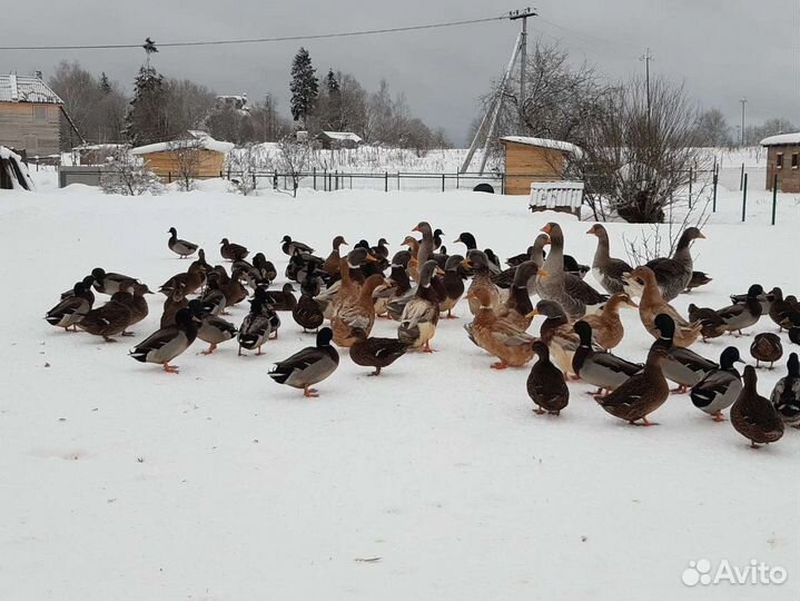 Селезни подсадной утки