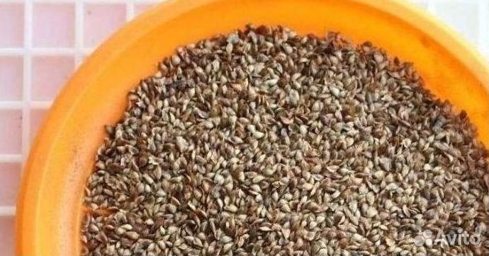 Семена лиственницы на заказ