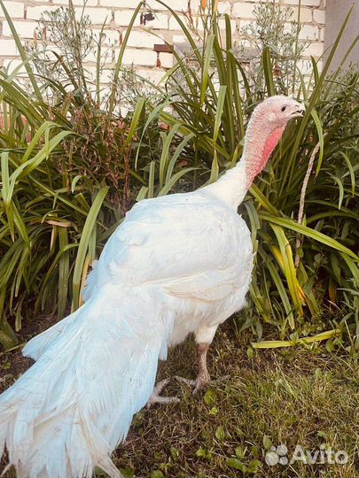 Индюк. Мясо индейки