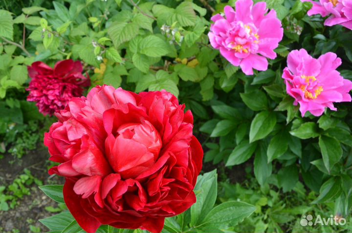 Пионы сортовые