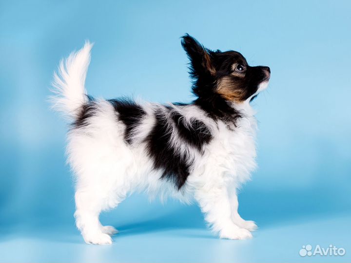 Папийона щенки