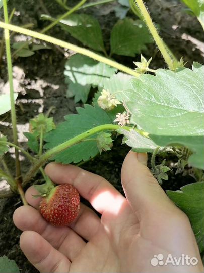 Клубника рассада 
