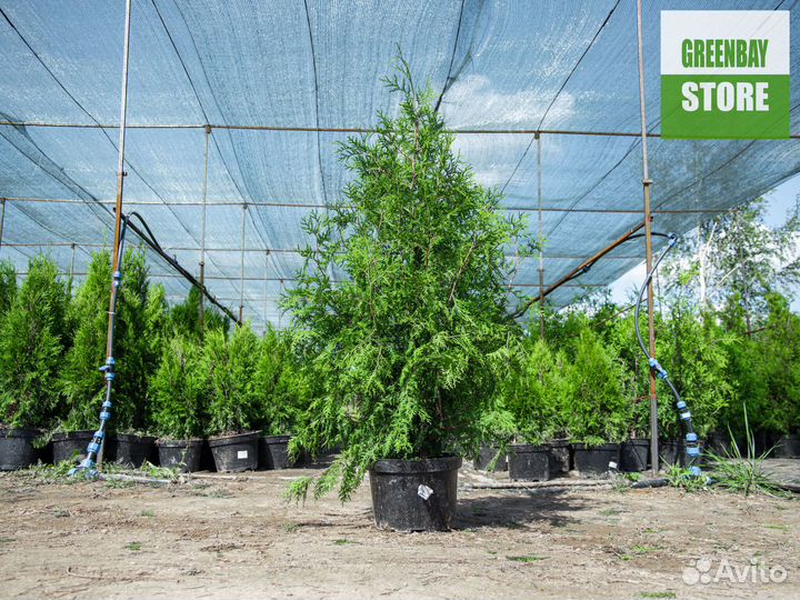 Туя брабант 1,2 м свежая копка 2023